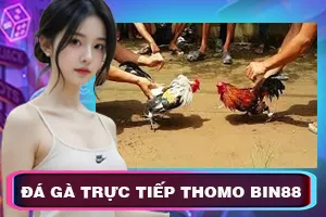 Đá Gà Trực Tiếp Thomo Bin88